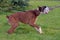 Skinny brown with white german boxer dog pulls a rope