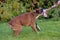 Skinny brown with white german boxer dog pulls a rope