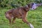 Skinny brown with white german boxer dog pulls a rope