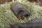 A skinny cavy peacefully resting on the hay