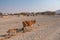 Skinny Cow and Calf Walking by a Village in Namibia