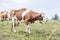 Skinny cow covered by flies walking on a pasture