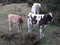 Skinny cows grazing in Michoacan Mexico