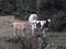 Skinny cows grazing in Michoacan Mexico