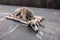 Skinny dog â€‹â€‹abandoned on the street lies on a mat