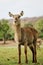 A skinny Female water buck staring