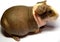 Skinny guinea pig