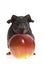 Skinny guinea pig with apple