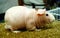 Skinny Guinea pig , hairless cavy