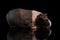 Skinny Guinea pig on isolated black background