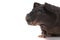 Skinny guinea pig on white background