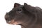 Skinny guinea pig on white background