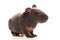 Skinny guinea pig on white background