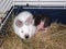 Skinny guinea pig and the white rabbit