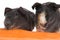 Skinny guinea pigs with carrot on white background