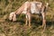 Skinny light brown Nubian goat is eating grass