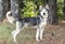 Skinny Male Siberian Husky dog with one blue eye