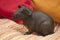 Skinny pig