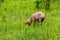 A skinny pig eats grass in a green meadow on a spring or summer morning.