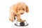 A skinny poodle puppy next to her bowl of kibbles