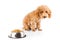 A skinny poodle puppy next to her bowl of kibbles