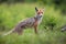 Skinny red fox standing on meadow in summer nature