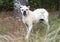 Skinny senior white Boxer Bulldog mixed breed dog