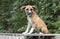 Skinny shepherd boxer mix puppy dog sitting