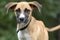 Skinny shepherd mix puppy dog wagging tail