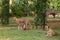 Skinny stray dog feeding her puppies in park in New Delhi