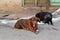 Skinny Street Dogs Celebrated in Nepal