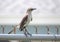 Skinny Thrasher bird on a fence