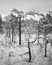 Skinny trees on the bog - shot with analogue film