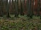 Skinny trees growing together in forest