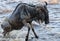 Skinny wet wildebeest getting out of the water.