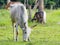 Skinny white cow eating green grass from the pasture