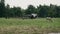 skinny white cows grazing in a field nearby small farming place