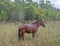 Skinny Wild Brumby Horse Grazing In Weeds