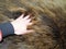 Skins of natural long-pile fur