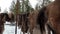 The skins of reindeer hang on a rope in the forest at the stable in Russia