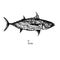 Skipjack tuna balaya, aku, arctic bonito, mushmouth, oceanic bonito, striped tuna, victor fish with inscription