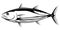 Skipjack Tuna Black and White Fish