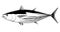 Skipjack tuna fish black and white