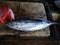 Skipjack tuna fresly caught by artisanal Filipino fishermen