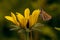 Skipper on a black-eyed susan blossom