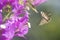 Skipper butterfly and Bougainvillea
