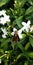 Skipper butterfly hesperiidae lepidopteran moth sitting on a Jasmine flower