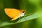 Skipper Butterfly Illinois