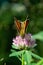 Skipper butterfly with its back turned to the lens drinks nectar with a clover proboscis in defocus macro