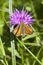 Skipper butterfly on knapweed